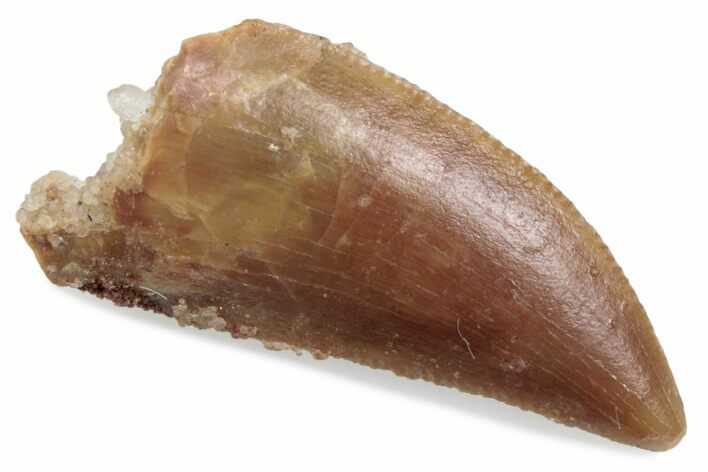 Serrated Raptor Tooth - Real Dinosaur Tooth #376407
